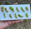 Miniature grapes ( 1 )