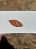 Miniature Sweet potato